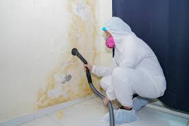 Environmental Consulting for Mold Prevention in Perry, FL